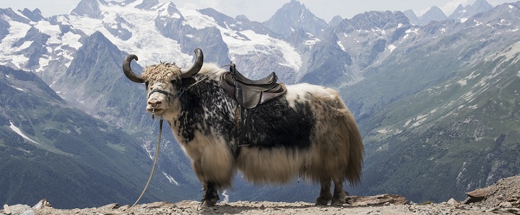 what to do when muleys go yak shaving